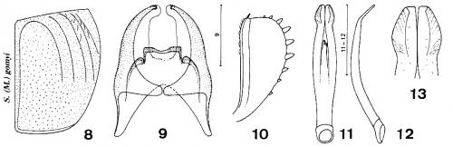 Microsaprinus gomyi